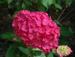 Image of Bigleaf Hydrangea