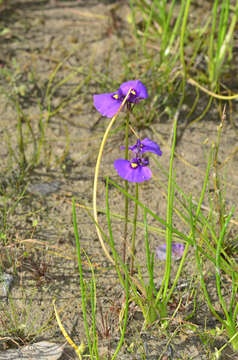 Image of Utricularia beaugleholei R. J. Gassin