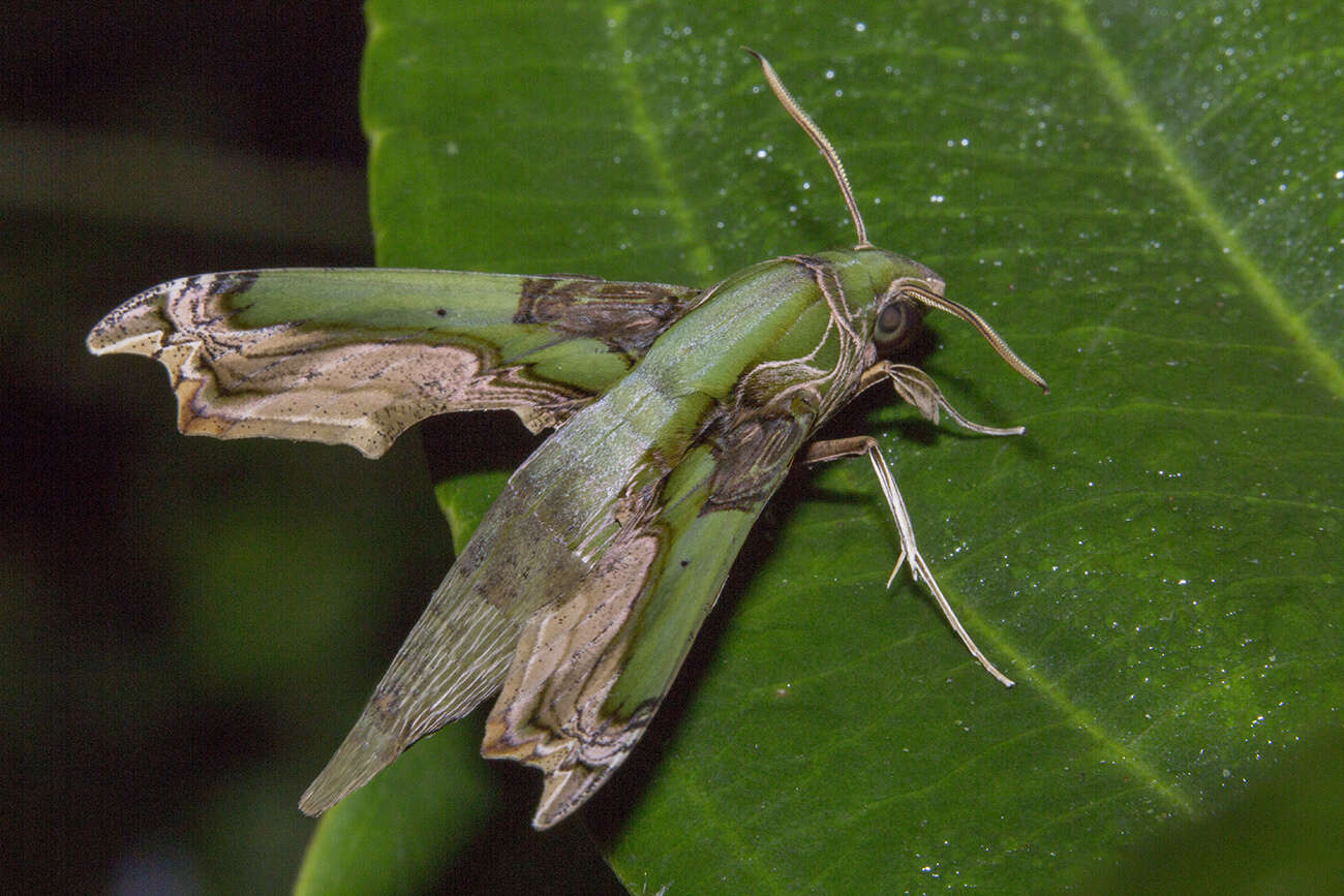 Image of Eupanacra busiris (Walker 1856)