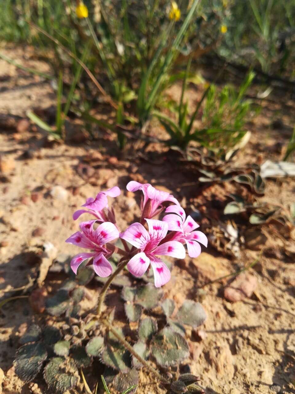 Image of Pelargonium chelidonium (Houtt.) DC.