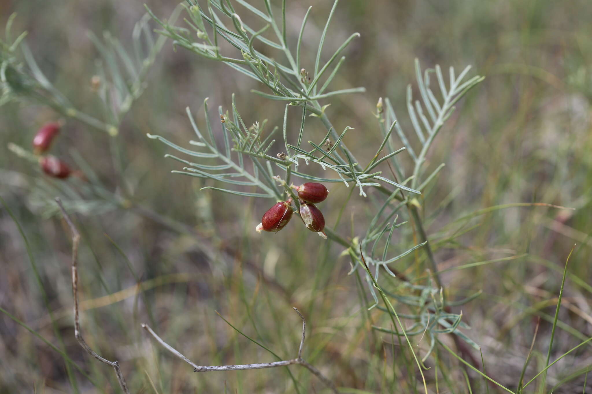 Image of narrowleaf milkvetch