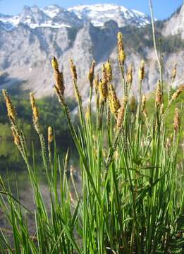 Image of Tufted Sedge