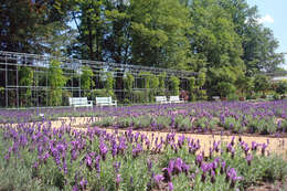 Image of English Lavendar