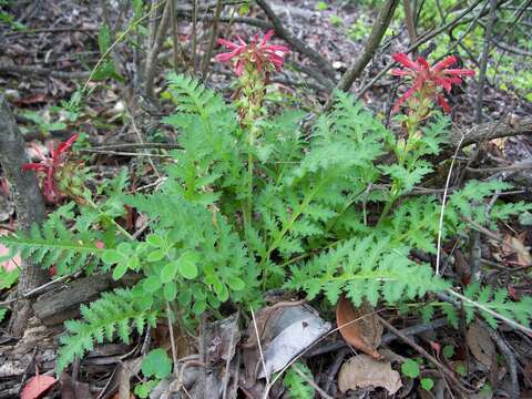 Слика од Pedicularis densiflora Benth.