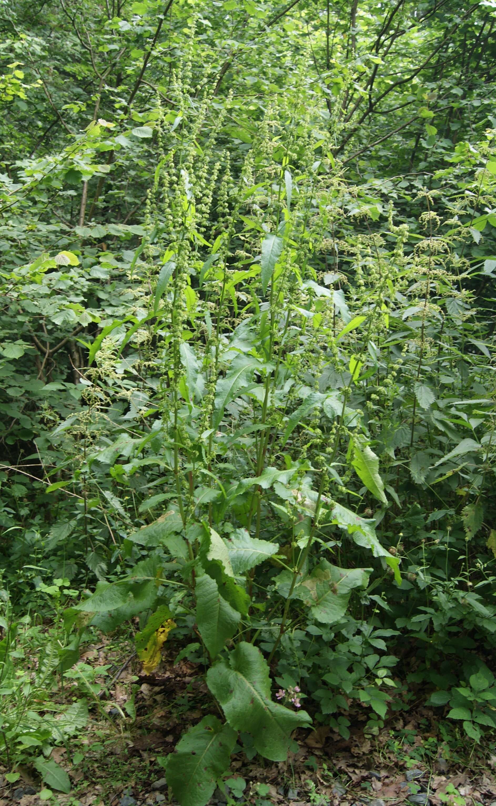 Imagem de Rumex obtusifolius L.