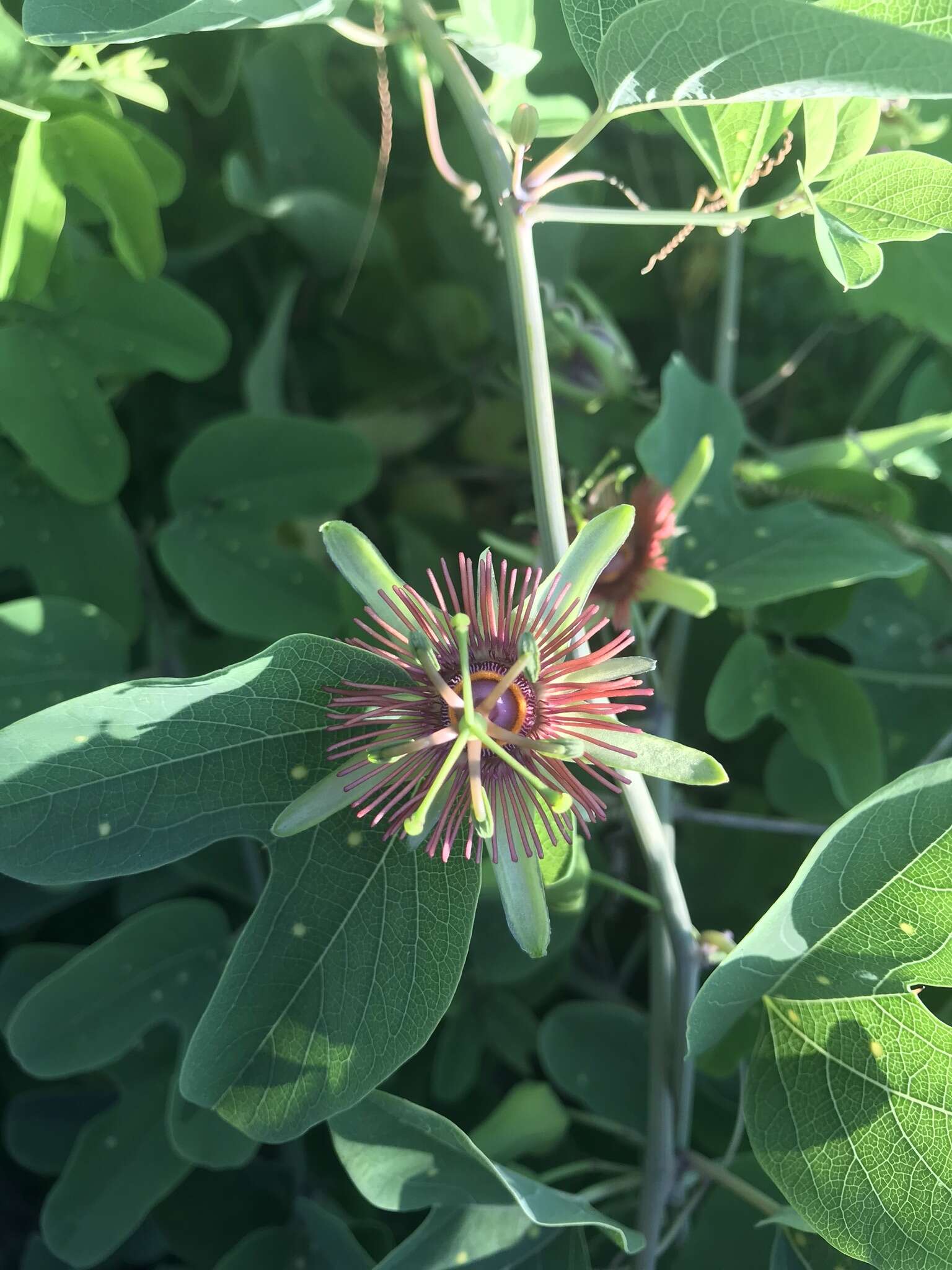 Image of Mexican passionflower