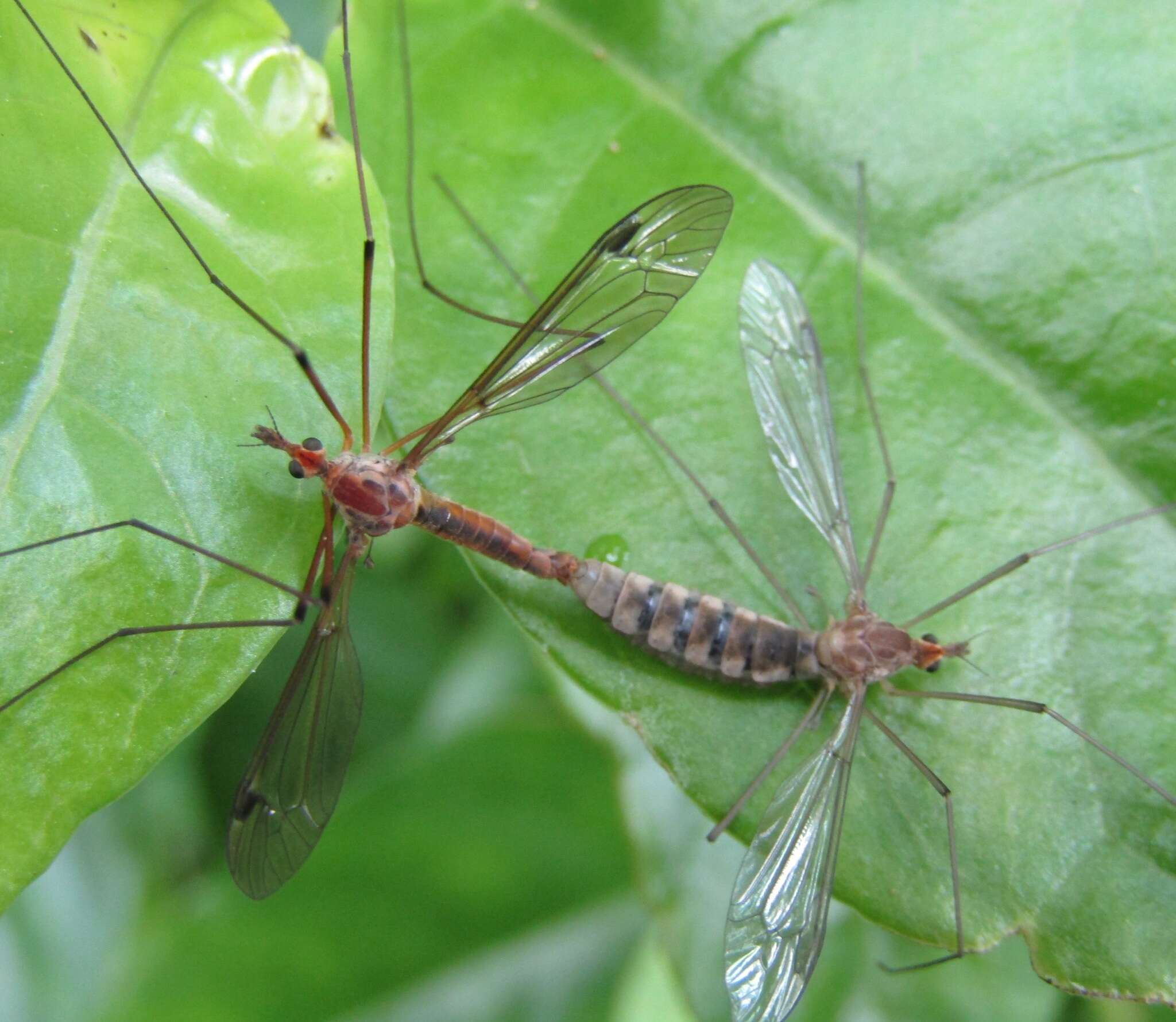 Image of Leptotarsus (Macromastix) dichroithorax (Alexander 1920)