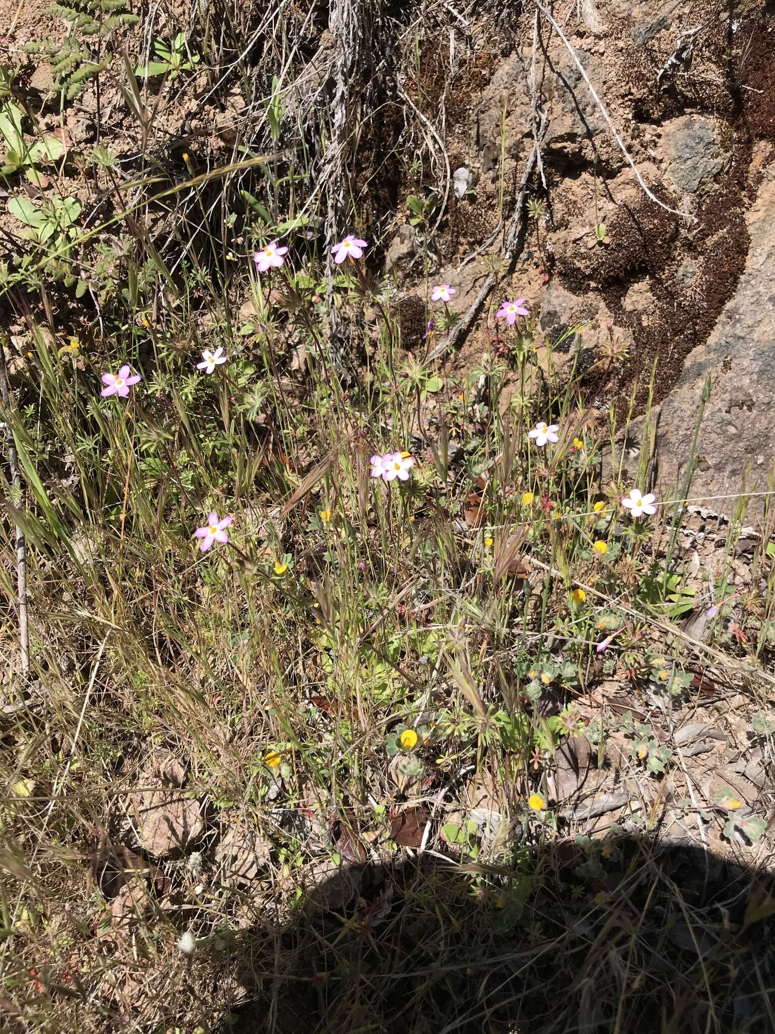 Image of Coast Range linanthus