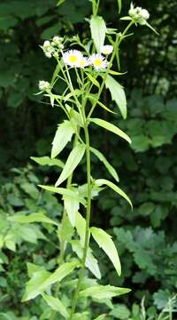 Image of eastern daisy fleabane