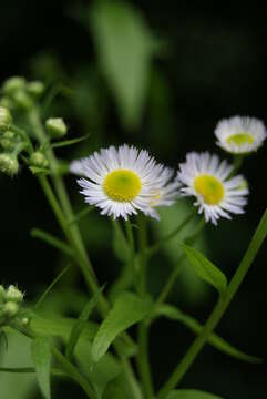 Image of eastern daisy fleabane