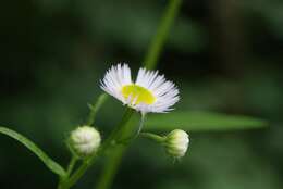 Image of eastern daisy fleabane