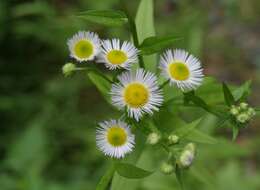 Image of eastern daisy fleabane