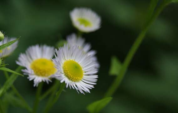 Image of eastern daisy fleabane