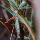 Image of Epinecrophylla amazonica dentei Whitney et al. 2013
