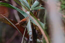 Image of Epinecrophylla amazonica dentei Whitney et al. 2013