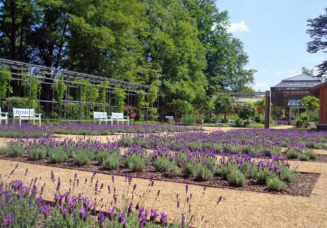 Слика од Lavandula angustifolia Mill.