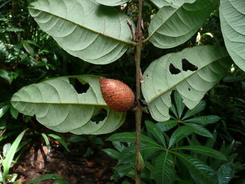 Image de Diospyros chevalieri De Wild.