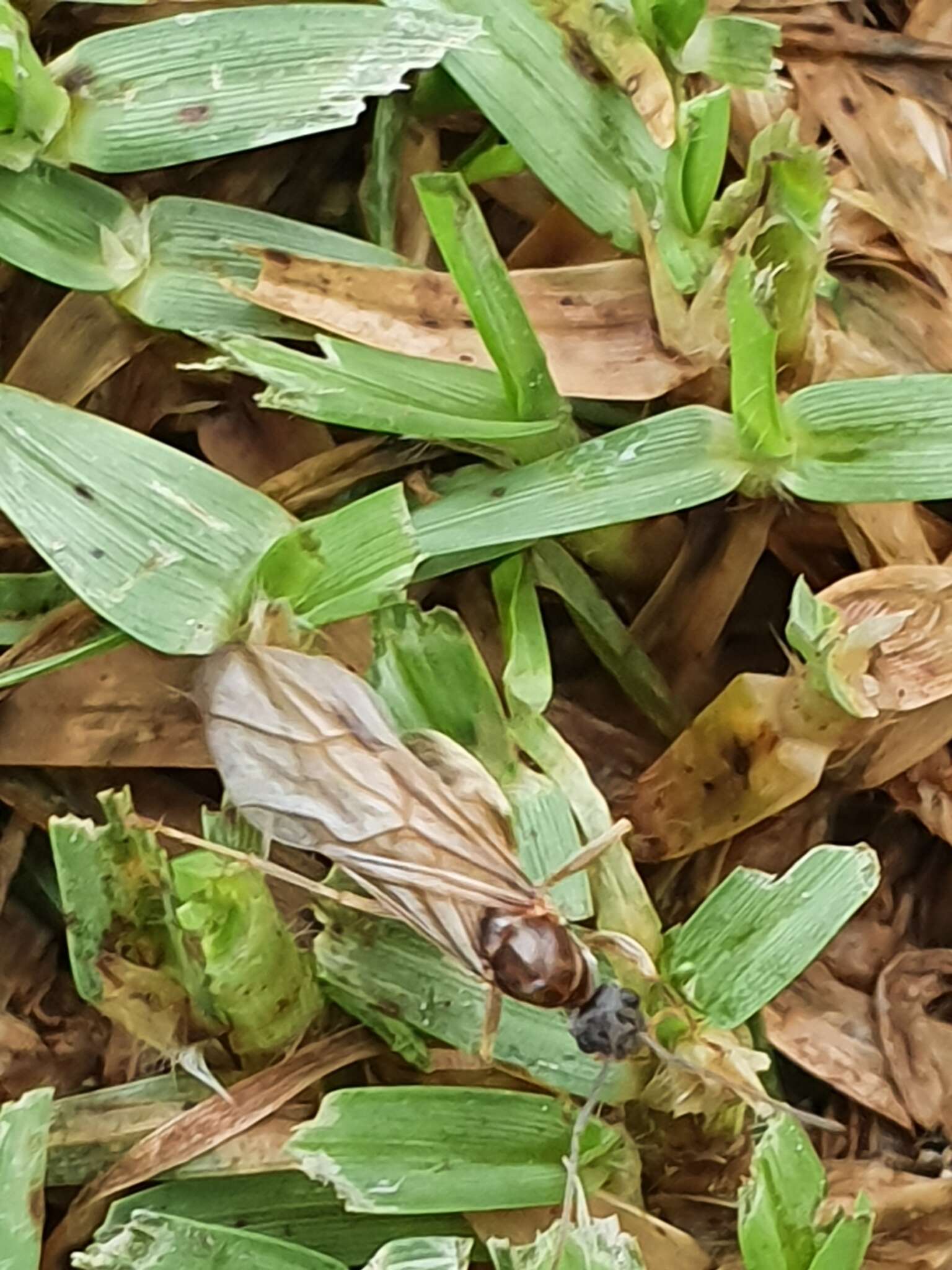 Plancia ëd Anoplolepis nuptialis (Santschi 1917)