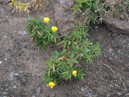 <i>Ononis angustissima</i> subsp. <i>longifolia</i>的圖片
