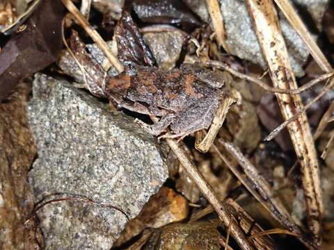 Sivun Eleutherodactylus pentasyringos Schwartz & Fowler 1973 kuva