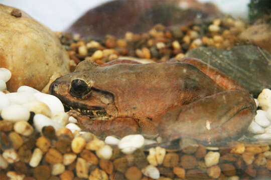 Image of Blyth's River Frog