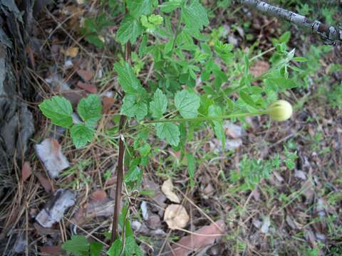 Image of pipestem clematis