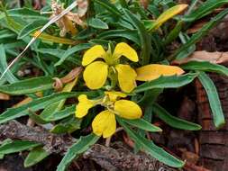 Image of sanddune wallflower