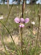 Image of Purple donkey orchid