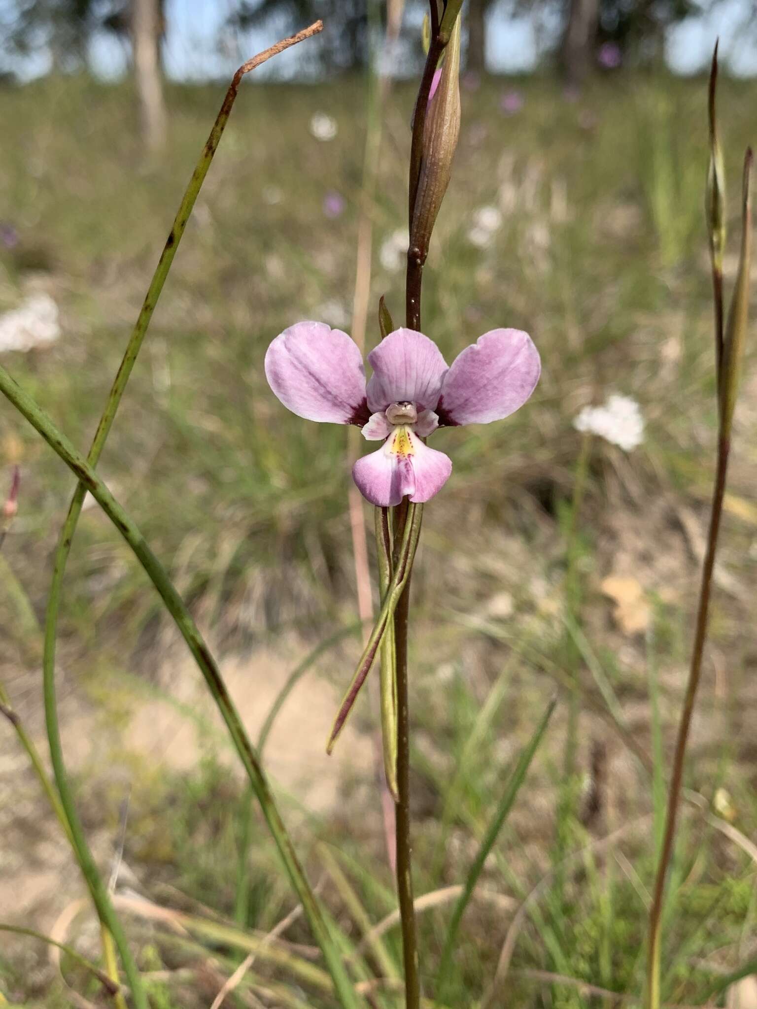 Image of Purple donkey orchid