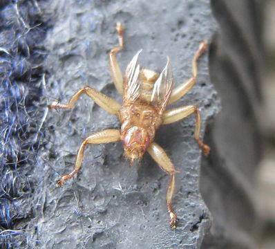 Image of <i>Crataerina pallida</i> (Latreille 1811)