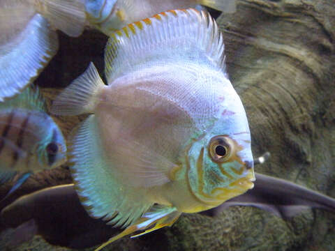 Image of Blue discus