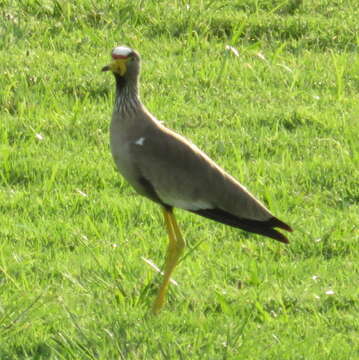 صورة Vanellus senegallus lateralis Smith & A 1839