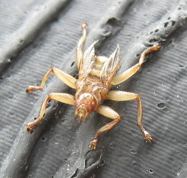 Image of <i>Crataerina pallida</i> (Latreille 1811)