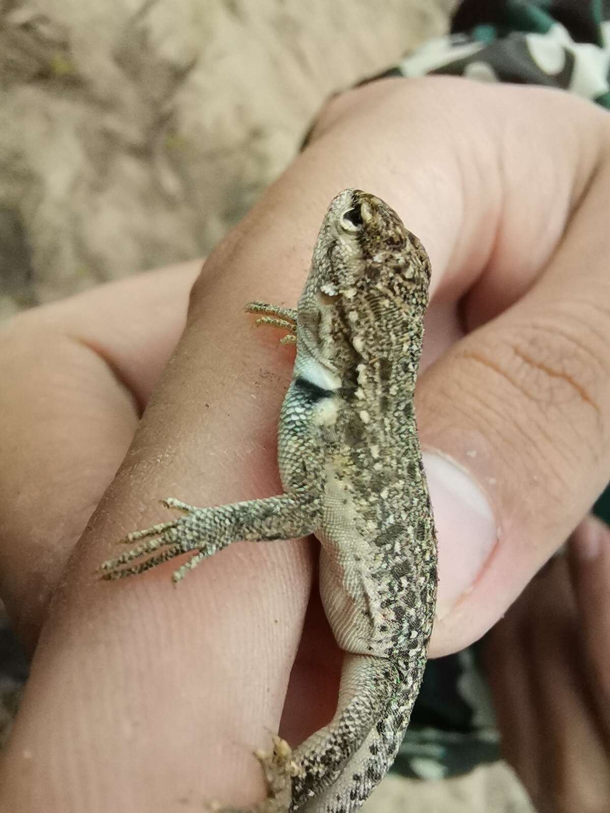 Image of Tschudi's Pacific Iguana