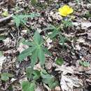 Imagem de Ranunculus cassubicus L.