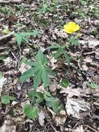 Image de Ranunculus cassubicus L.