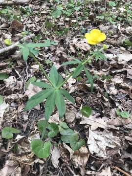 Image de Ranunculus cassubicus L.