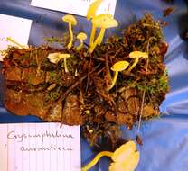 Image of Chrysomphalina aurantiaca (Peck) Redhead 1987