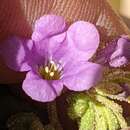 Image of Intermountain phacelia