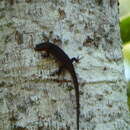 Image of Nicobar Island Skink