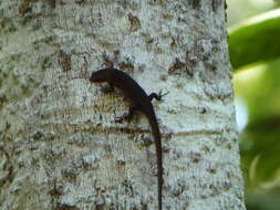 Image of Nicobar Island Skink