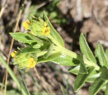 Image of Lippia arechavaletae Moldenke