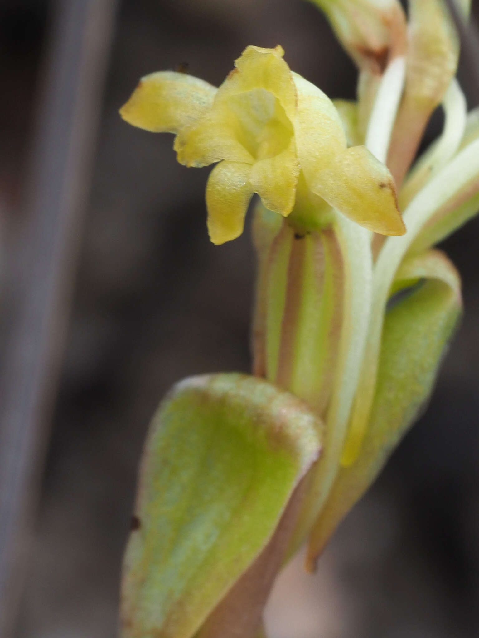 Image de Satyrium outeniquense Schltr.