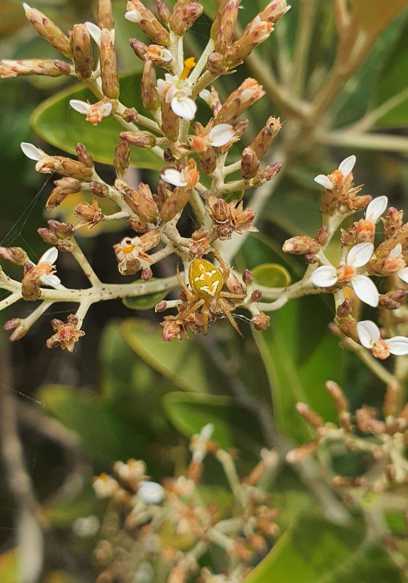 Image of Colaranea verutum (Urquhart 1887)