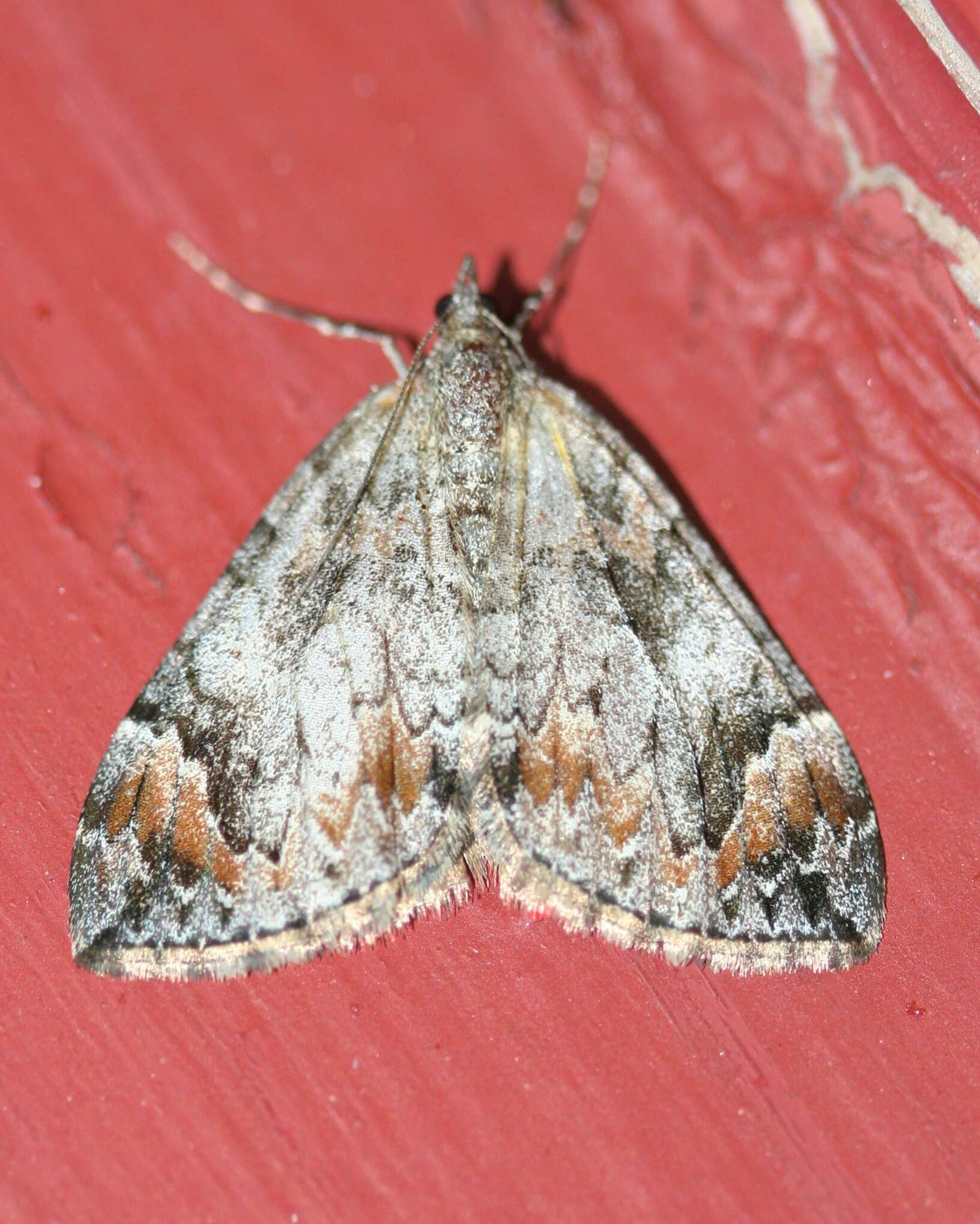 Image of Dark Marbled Carpet