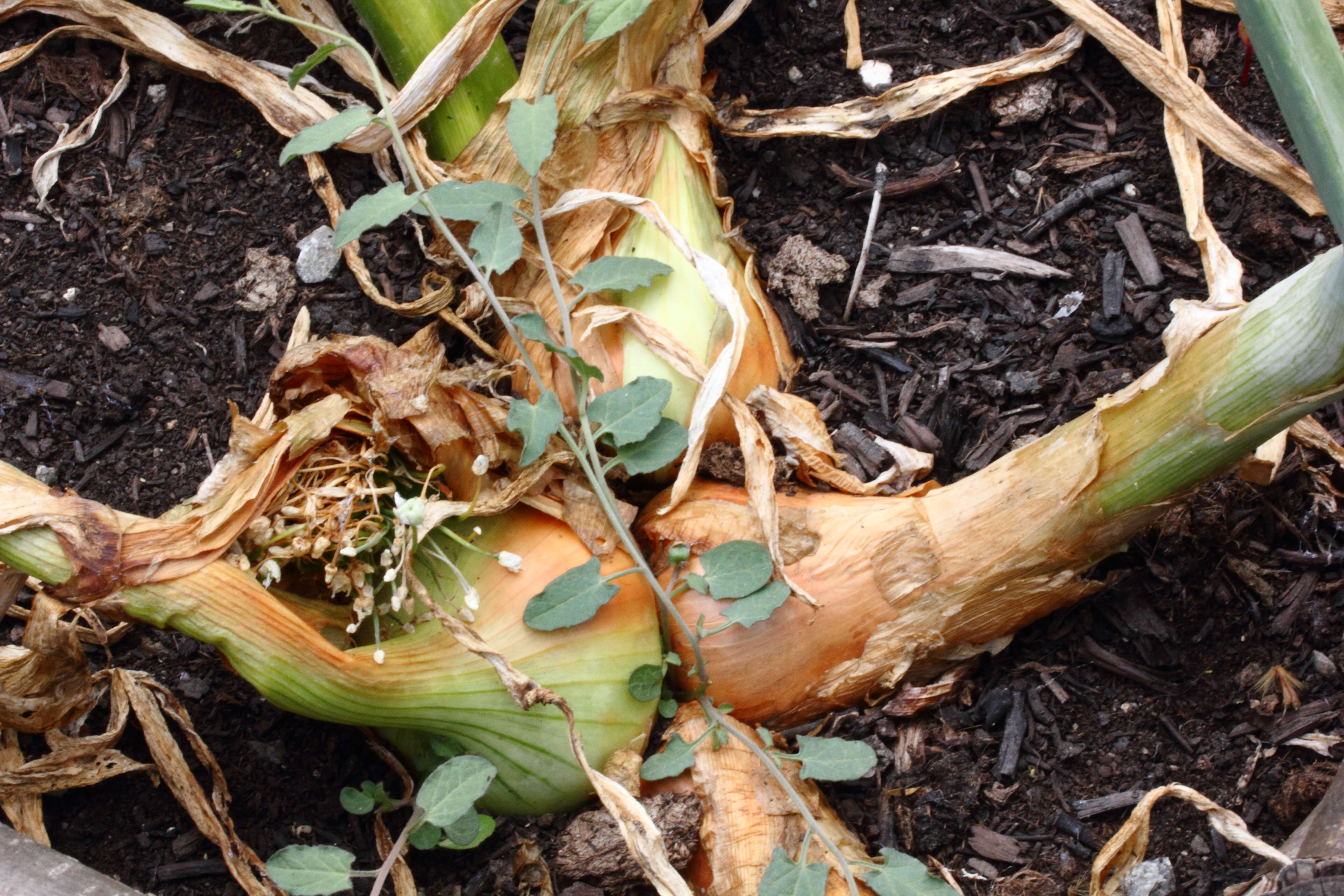 Image of garden onion