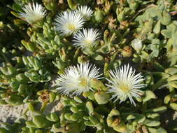 Image of Mesembryanthemum pallens subsp. pallens