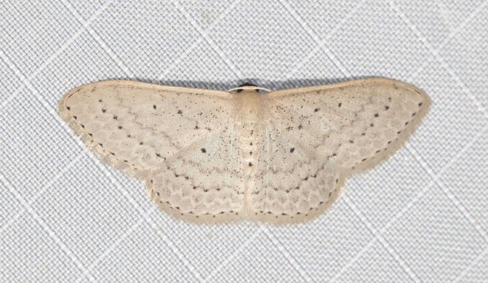 Image of Scopula sublinearia Walker 1866