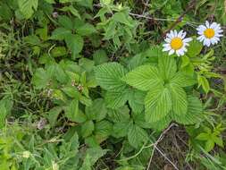 Image of Wisconsin blackberry