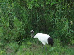 Image of Japanese Crane